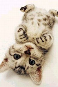 Whatsapp Katzenbilder 200x300 - Images Of Beautiful Cute Cats Bilder