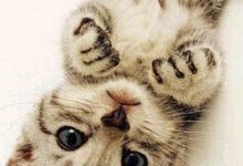 Bild von Whatsapp Katzenbilder fürs handy