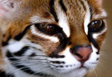 Bild von Whiskas Katze bilder fürs handy