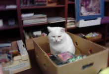 Bild von White Cat Pictures Bilder fürs handy