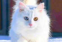 Bild von White Cute Cats Pics Bilder fürs handy