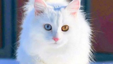 Bild von White Cute Cats Pics Bilder