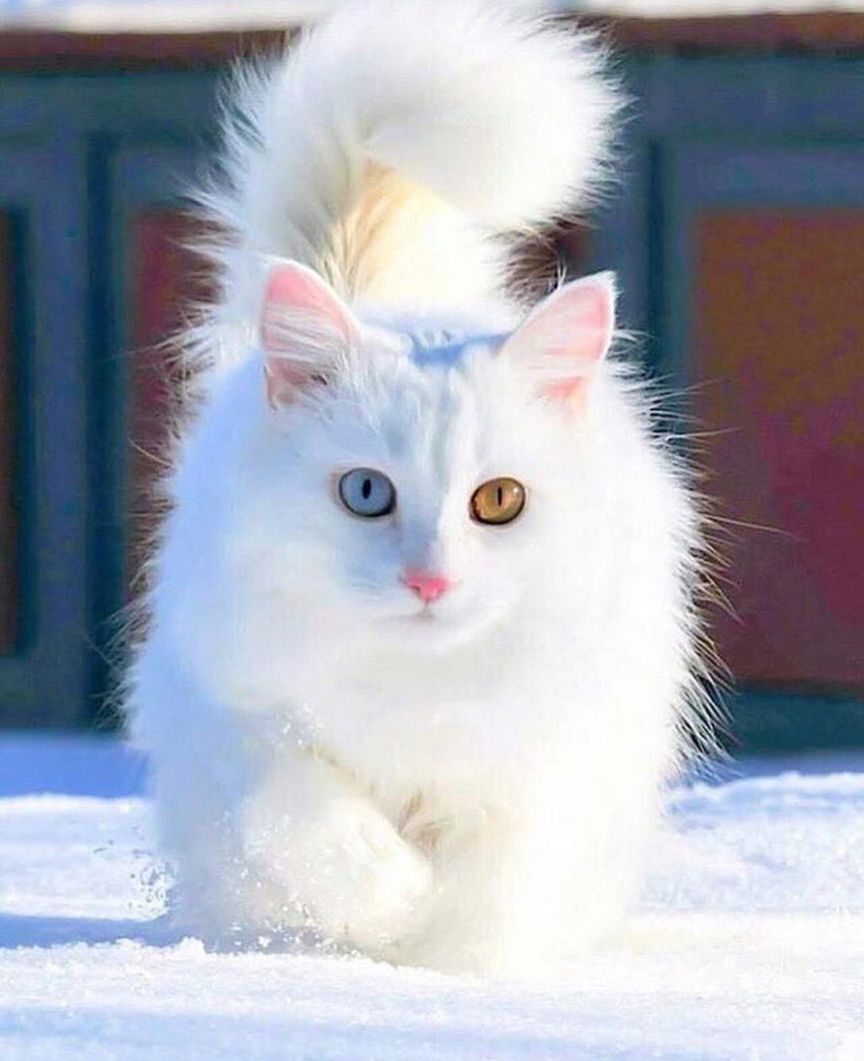 White Cute Cats Pics Bilder