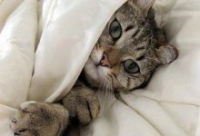 Bild von Witzige Bilder Katzen Bilder Kostenlos bilder fürs handy