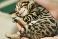 Bild von Witzige Katzen bilder fürs handy