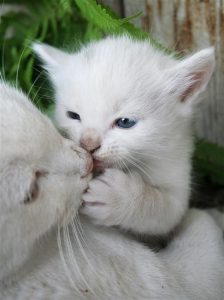 Witzige Katzenbilder Mit Sprüchen 224x300 - Süße Katzenbabys Bilder