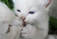 Bild von Witzige Katzenbilder Mit Sprüchen bilder fürs handy