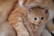 Bild von Witzige Katzenfotos bilder fürs handy