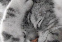 Bild von Wo Katze Kaufen bilder fürs handy