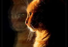 Bild von Www Katzen Kaufen bilder fürs handy