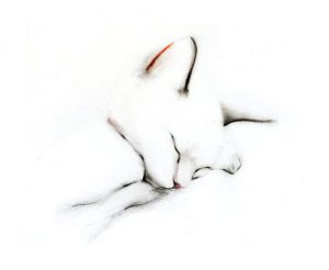 Würmer Bei Katzen bilder fürs handy