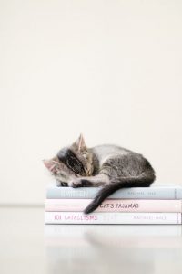 Zeige Bilder Von Katzen bilder fürs handy