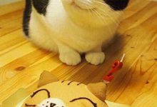 Bild von Zwei Katzen Bilder Kostenlos bilder fürs handy