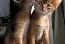 Bild von adorable cat pics bilder fürs handy