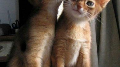 Bild von adorable cat pics bilder