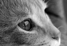 Bild von beautiful cat photos download bilder fürs handy