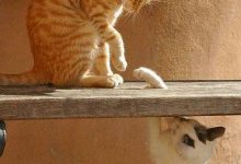 Bild von cat and kitten wallpapers bilder fürs handy