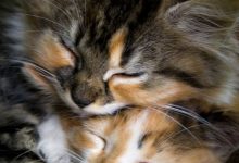 Bild von cat head images bilder fürs handy