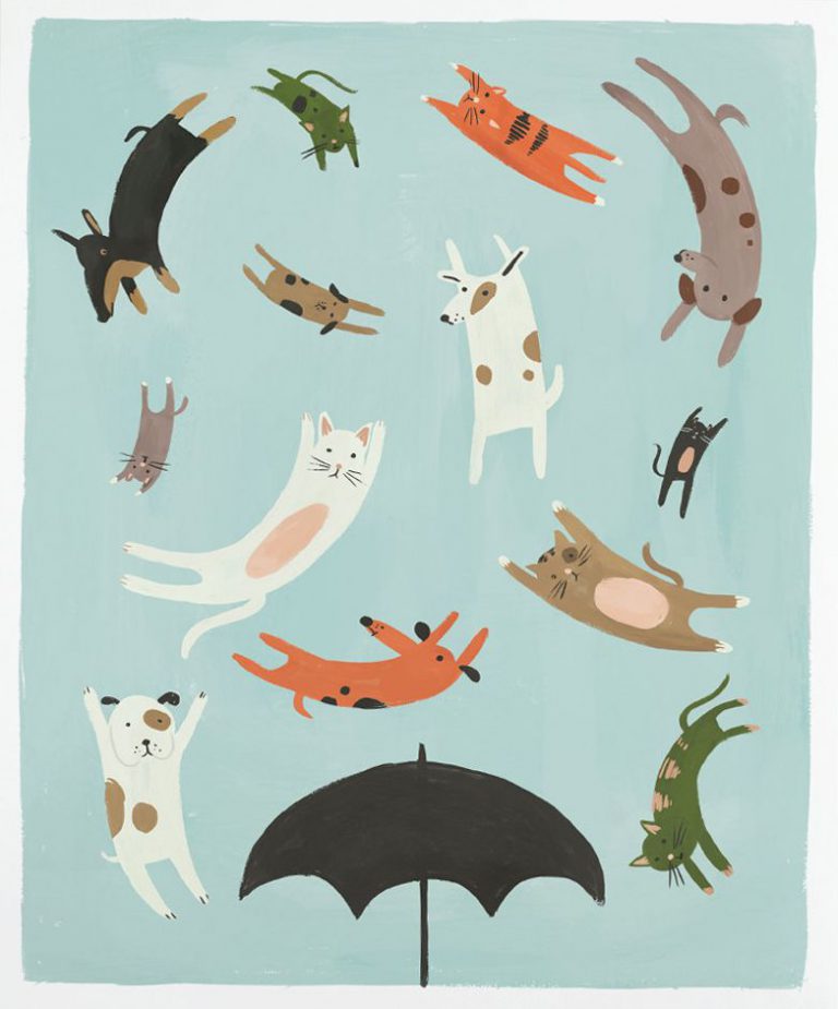 cat images bilder