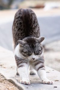 cat pics with funny sayings bilder 200x300 - Britisch Kurzhaar Katze