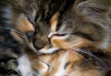 Bild von cat pictures bilder fürs handy