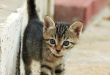 Bild von cat species bilder fürs handy