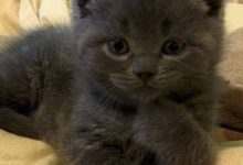 Bild von cat stock bilder fürs handy