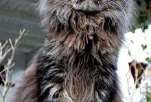 Bild von cats with thumbs bilder fürs handy