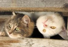 Bild von catsimages bilder fürs handy