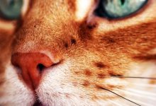 Bild von cute cat breeds with pictures bilder fürs handy