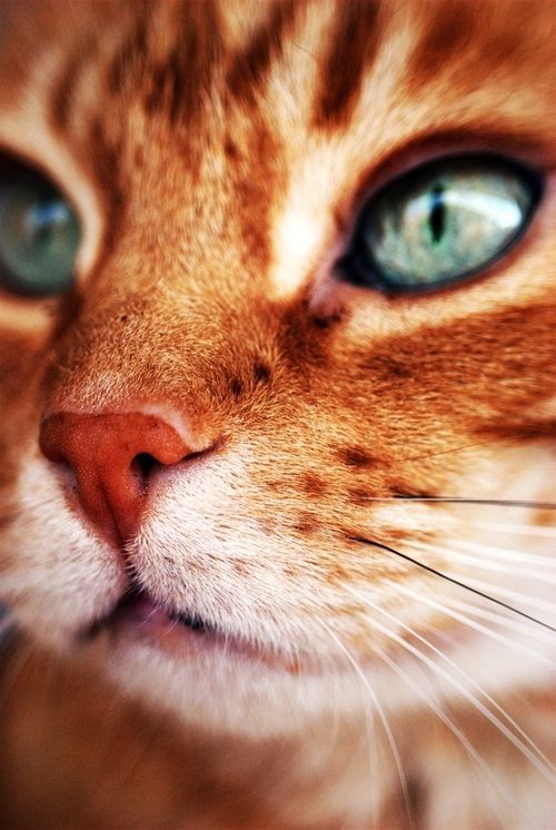 cute cat breeds with pictures bilder – Bilder und Sprüche