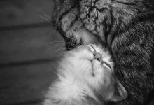 Bild von cute cat illustration bilder fürs handy