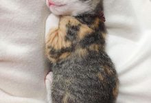 Bild von cute cat photos free download bilder fürs handy