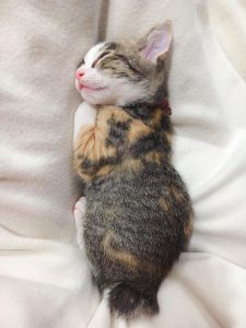cute cat photos free download bilder