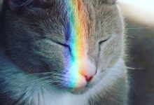 Bild von cute cat pictures hd wallpapers bilder fürs handy