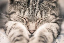 Bild von cute cats images free download bilder fürs handy