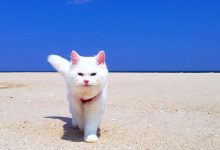Bild von cute dog and cat pictures free download bilder fürs handy