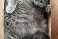 Bild von different cats images bilder fürs handy