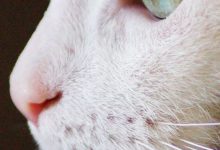 Bild von funny cat images free download bilder fürs handy