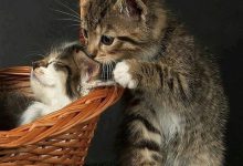 Bild von funny cat jokes pictures bilder fürs handy