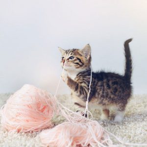 funny cat pictures sayings bilder 300x300 - Baby Katzen Hintergrundbilder