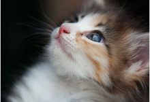 Bild von funny cat pictures without captions bilder fürs handy