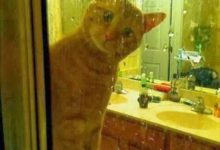 Bild von hd cats pics bilder fürs handy