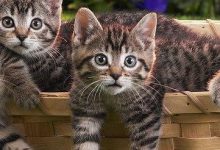 Bild von images of adorable cats bilder fürs handy