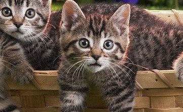 Bild von images of adorable cats bilder