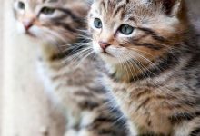 Bild von images of the cutest cat in the world bilder fürs handy
