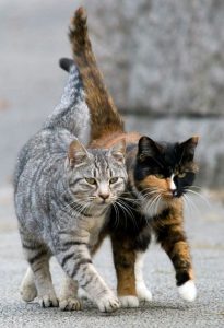 indian cat images bilder 205x300 - Bengal Katzen