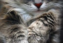 Bild von male cat names bilder fürs handy