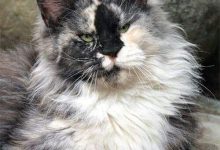 Bild von pics of gray cats bilder fürs handy