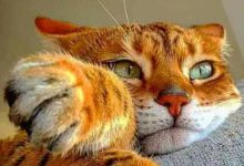 Bild von pictures of all kinds of cats bilder fürs handy